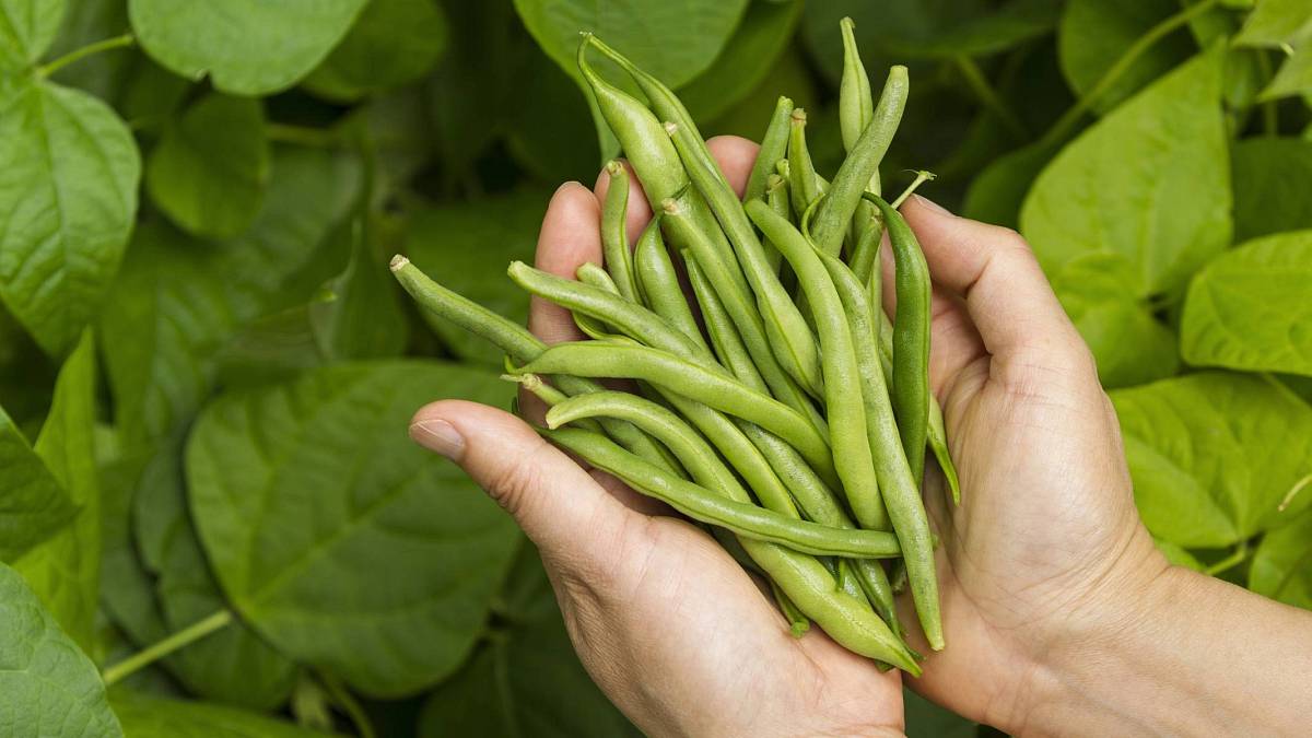 Tajná zbraň na zelené fazole: Jednoduché hnojivo, které z vás udělá mistra pěstitele Tajná zbraň na zelené fazole: Jednoduché hnojivo, které z vás udělá mistra pěstitele