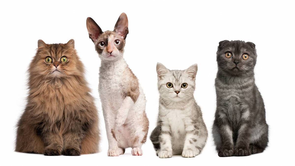 Jaké jste plemeno kočky podle Vašeho znamení?
