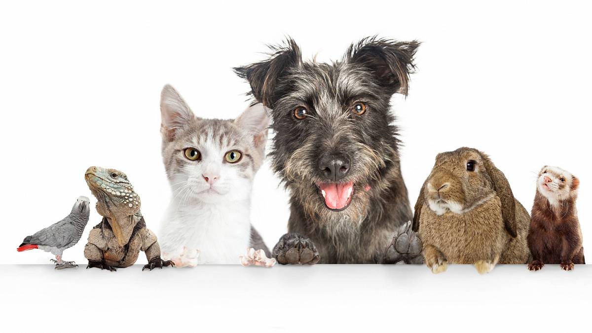 Numerologie pro zvířata – jaké jméno se hodí pro vašeho mazlíčka?