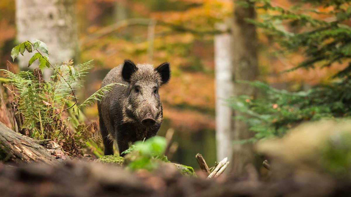 Jaké jste lesní zvíře podle znamení? Sojka, jelen nebo jezevec? Jaké jste lesní zvíře podle znamení? Sojka, jelen nebo jezevec?