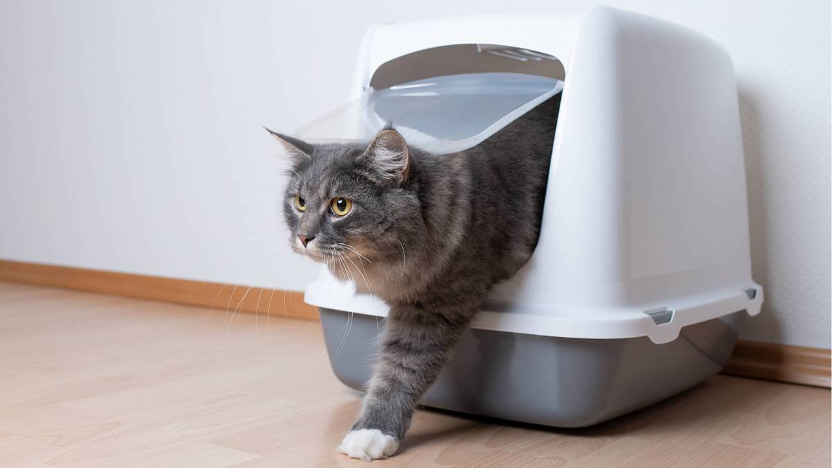 Znáte triky pro čištění kočičího záchodu?