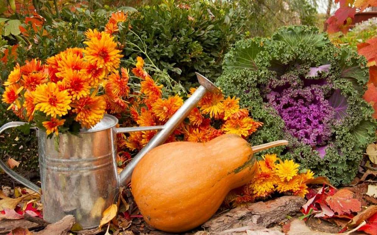 Podzimní zahrada: sklízíme plody svého úsilí a pomalu se připravujeme na nástup podzimu