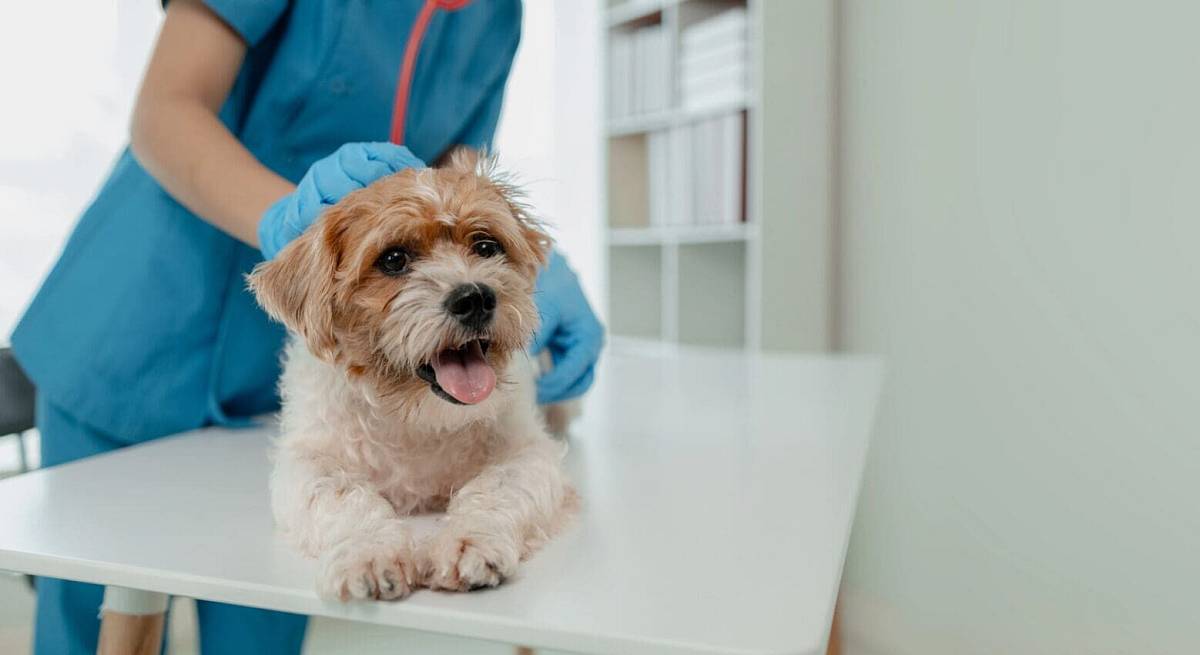 KVÍZ: Zvládli byste veterinární školu? Otestujte své znalosti zvířat a jejich anatomie