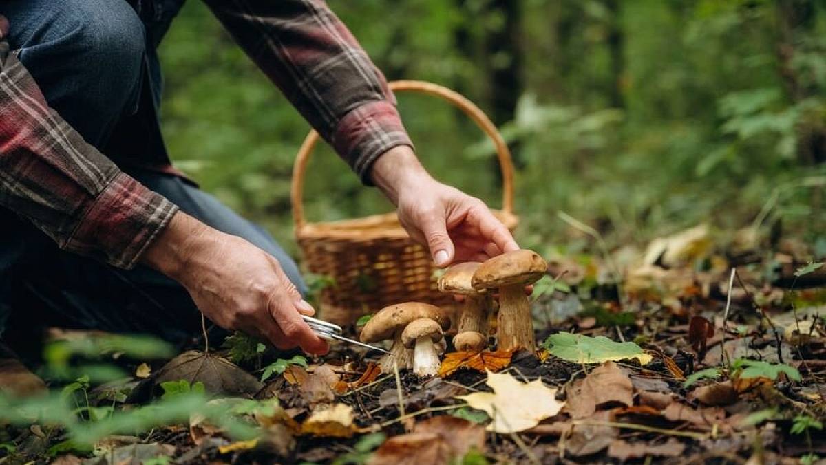 Za jak dlouho po dešti začnou růst houby. Většina Čechů věří nesmyslům