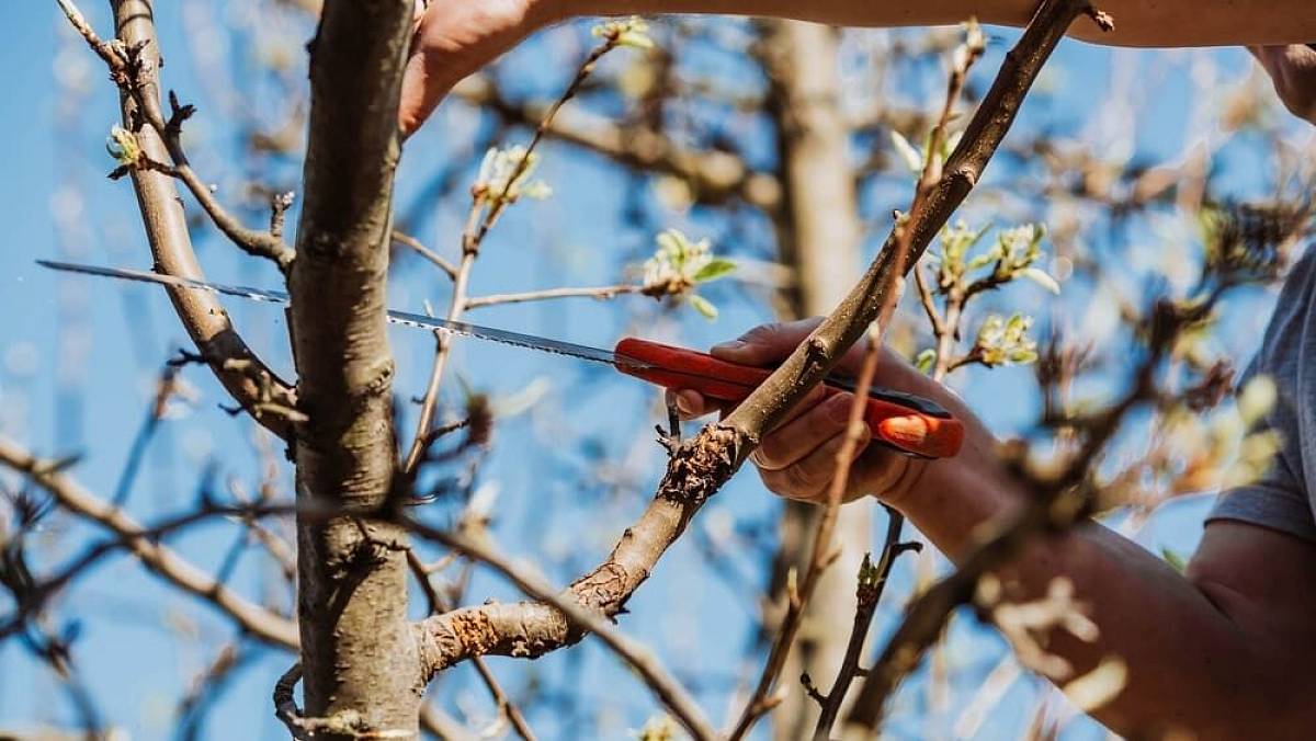 Tyto stromy a keře je potřeba prořezat v dubnu. Kdo to neudělá, připraví se o úrodu