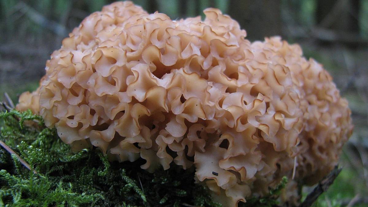 Roste běžně v lesích Česka. Ve výkupnách za tuhle houbu platí 800 Kč/kg