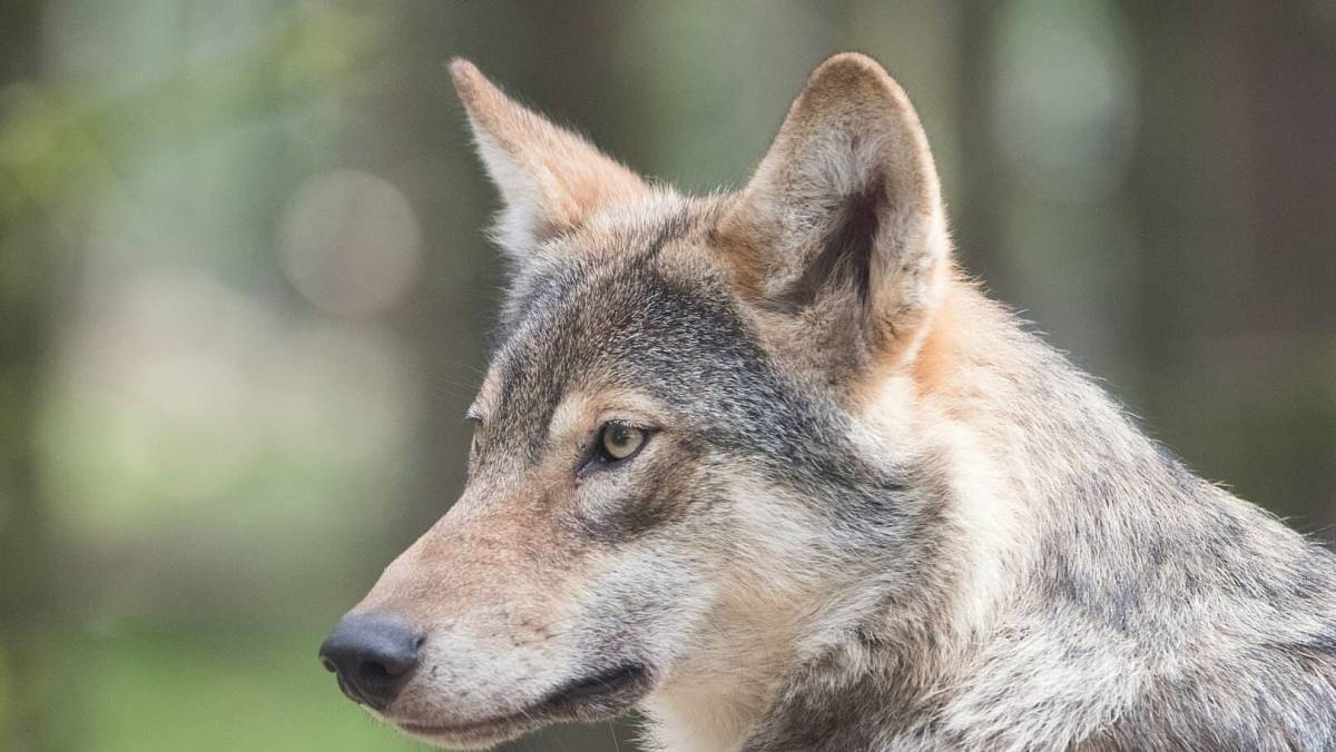 Tohle zvíře Češi milují. A přitom o něm neví skoro nic