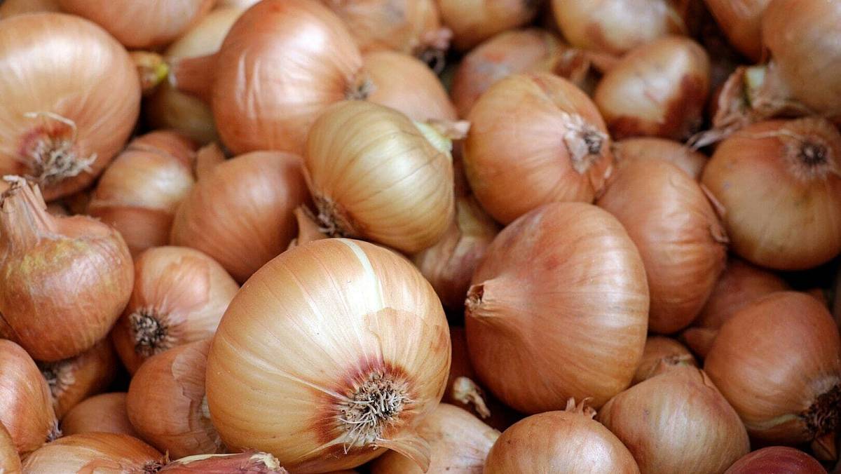 Češi sázejí cibuli úplně špatně. Čínský trik přitahuje slunce a zaručí obří plody, které nikdy neshnijí