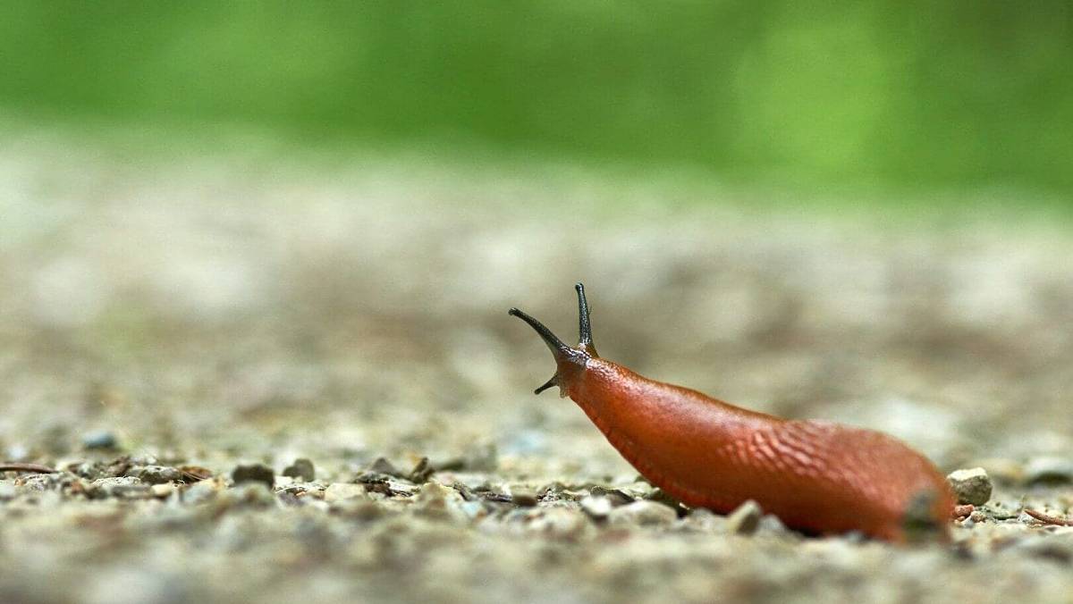 Vypusťte je na slimáky. Jsou to zabijáci a neunikne jim jediný