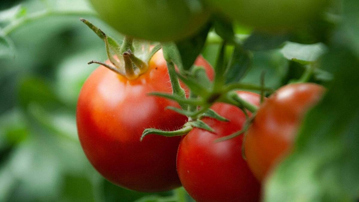 Toto je jediný trik, co funguje na zelená rajčata. Je primitivní, přesto ho 90 % zahrádkářů nezná