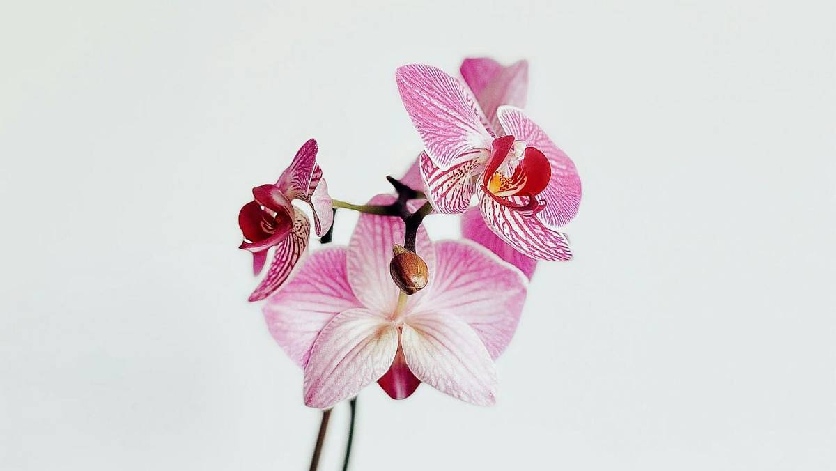 Péče o orchideje: 7 mýtů o zalévání a hnojení, na které byste měli okamžitě zapomenout