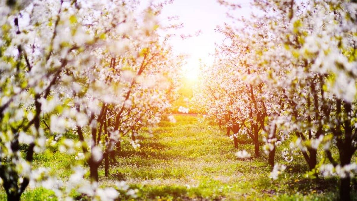 Meteorologové varují: Česko čeká prudké ochlazení. Mrazy likvidují jeden druh ovocných stromů
