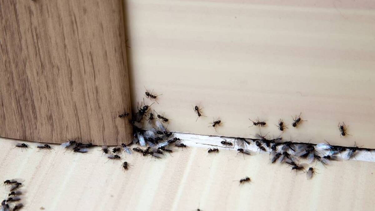 Perfektní trik, jak se zbavit mravenců. Stačí lžička marmelády