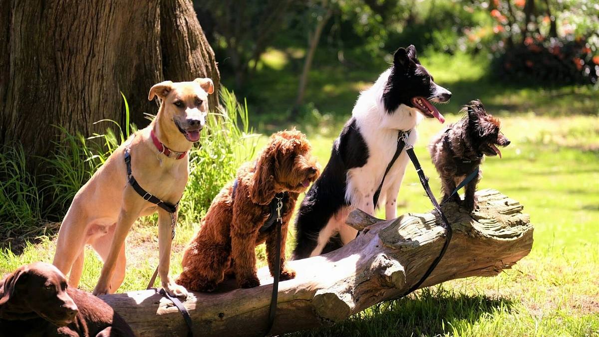 Psí plemena nejnáročnější na lékařskou péči. Tyto psi si nepořizujte, nebo vás zcela zrujnují, radí veterináři