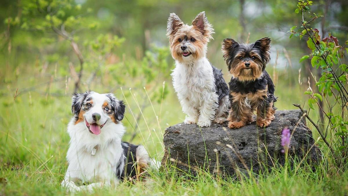 Toto je nejhloupější a nejošklivější psí plemeno. Lidé se po něm otáčejí na ulici a dělá majiteli ostudu