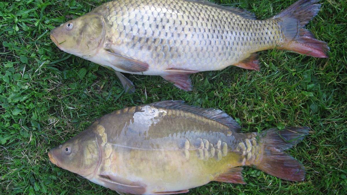 Tahle levná česká ryba strčí lososa do kapsy. Stojí pár korun a má daleko víc vitaminů i mastných kyselin