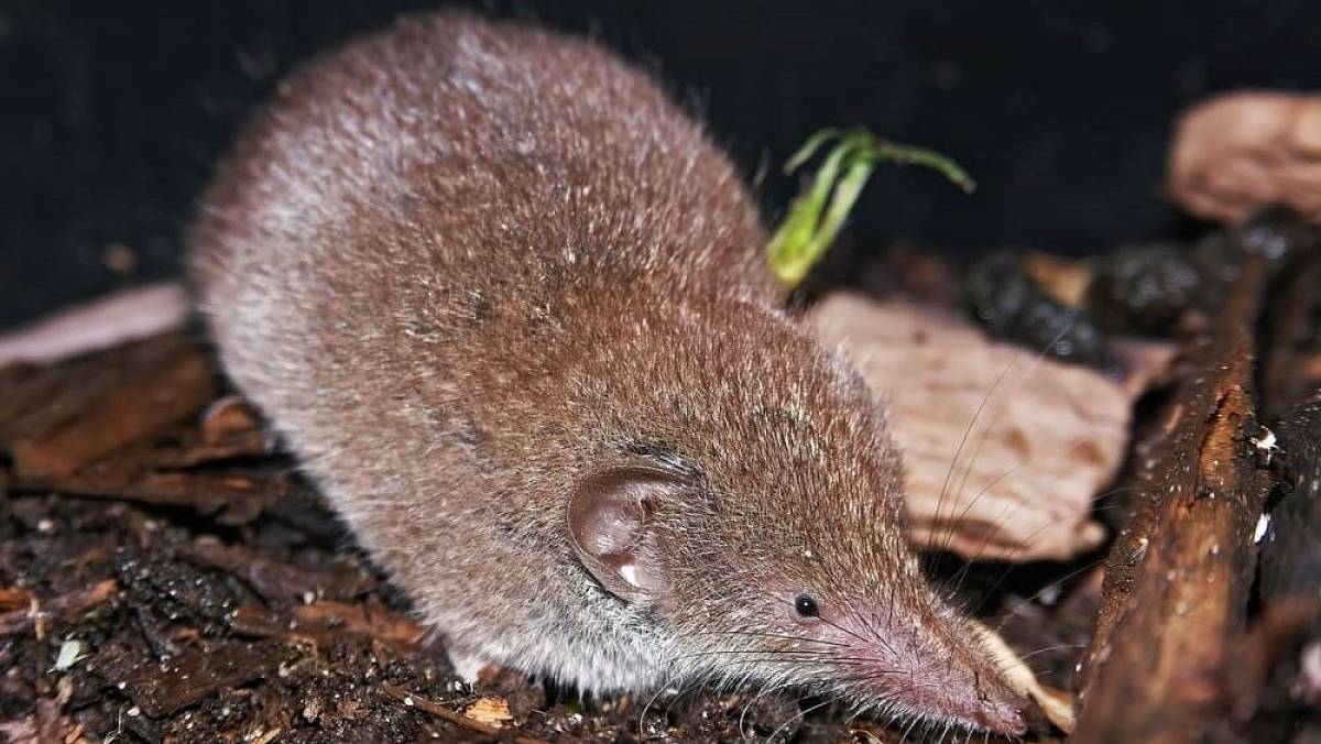 Českem se šíří africký savec. Odborníci prosí veřejnost o součinnost