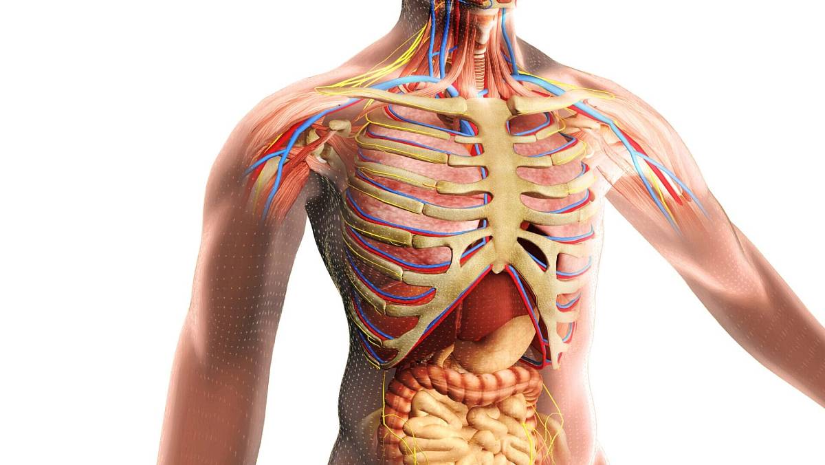 KVÍZ: Poznáte lidský orgán podle jeho funkce? Udělejte si test z biologie nanečisto