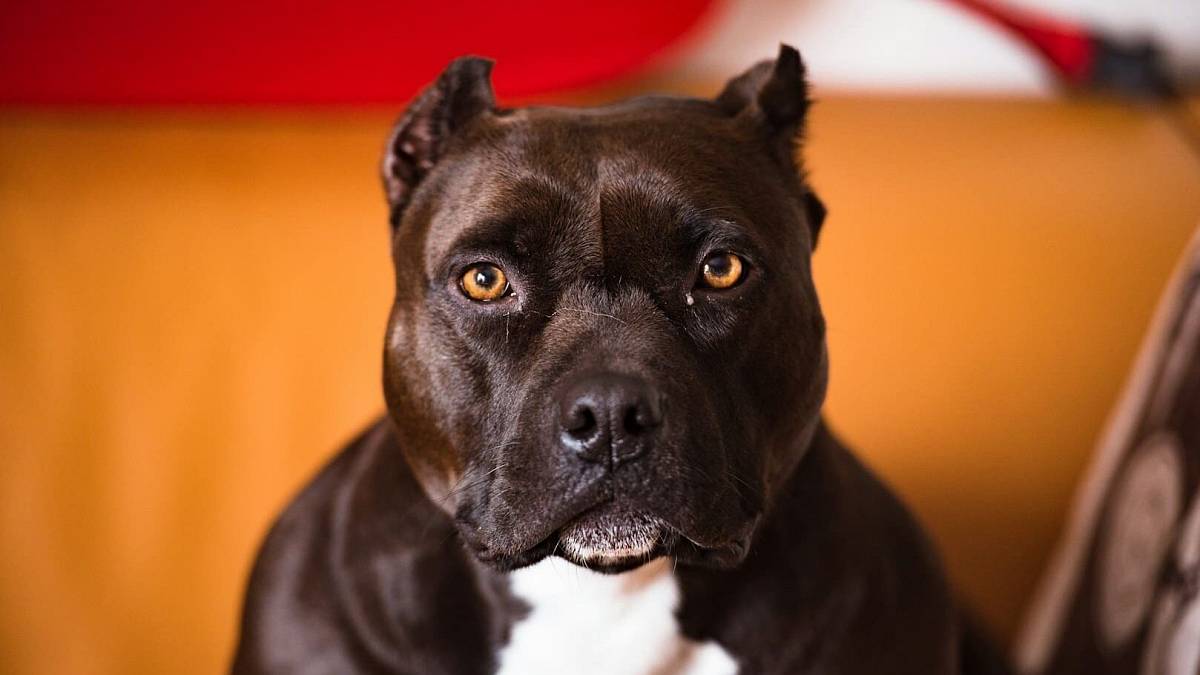 Ani pitbull, ani rotvajler. Nejnebezpečnější psí plemeno je tento něžný obr