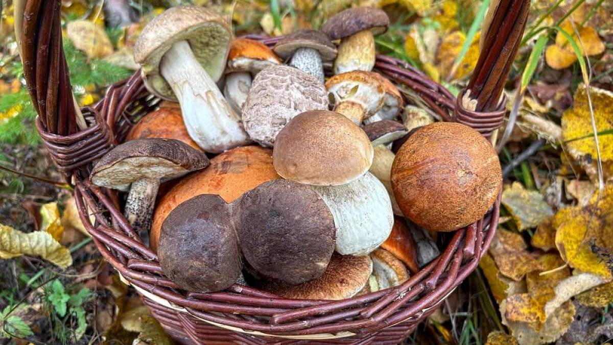Nejchutnější houba na světě roste v Česku. Vypadá sice nevábně, ale chutná jako kuře