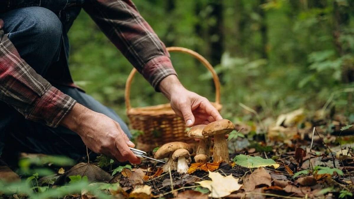 Nová výše pokuty za houbaření vám vyrazí dech. Lesní stráž bude neoblomná