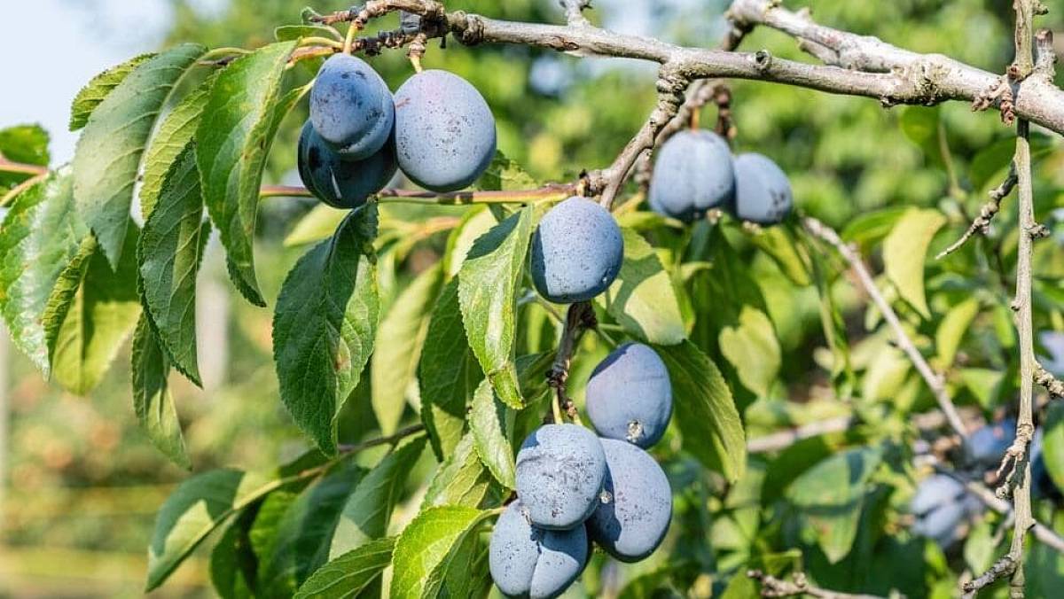 Ani túje, ani ořešák. Nejlepší strom do zahrady k rodinnému domu je nejen krásný, ale nese i užitek