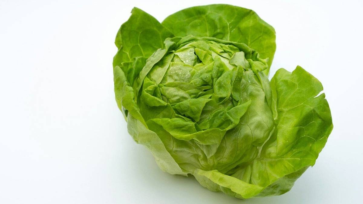 Koupila jsem si v supermarketu ledový salát. Mezi listy číhalo něco ohavného