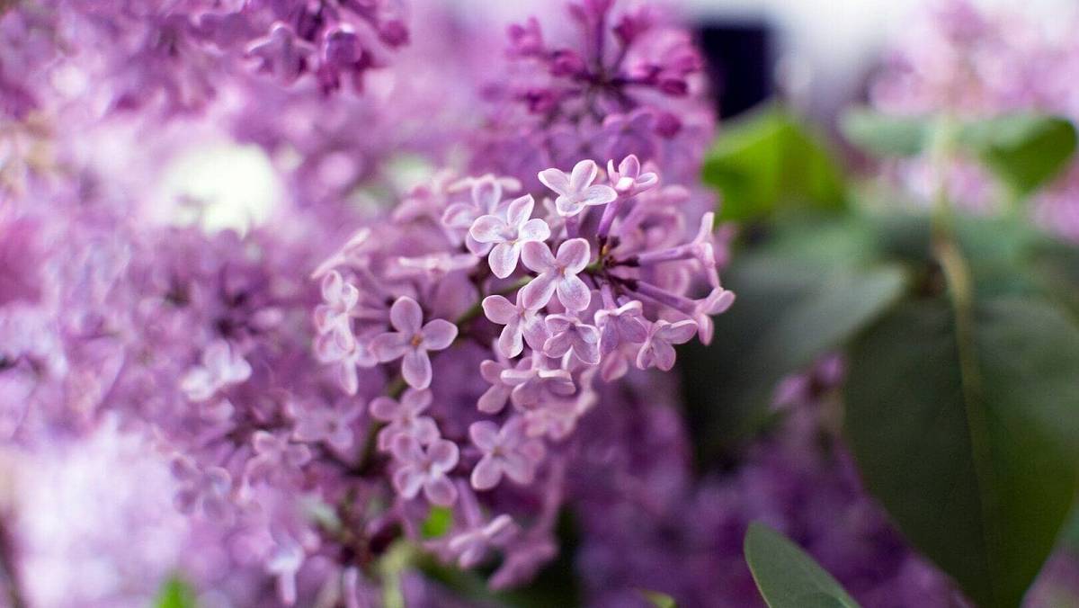 Na Česko se valí extrém. Meteorologové vydali na tento týden varování pro starší a nemocné občany