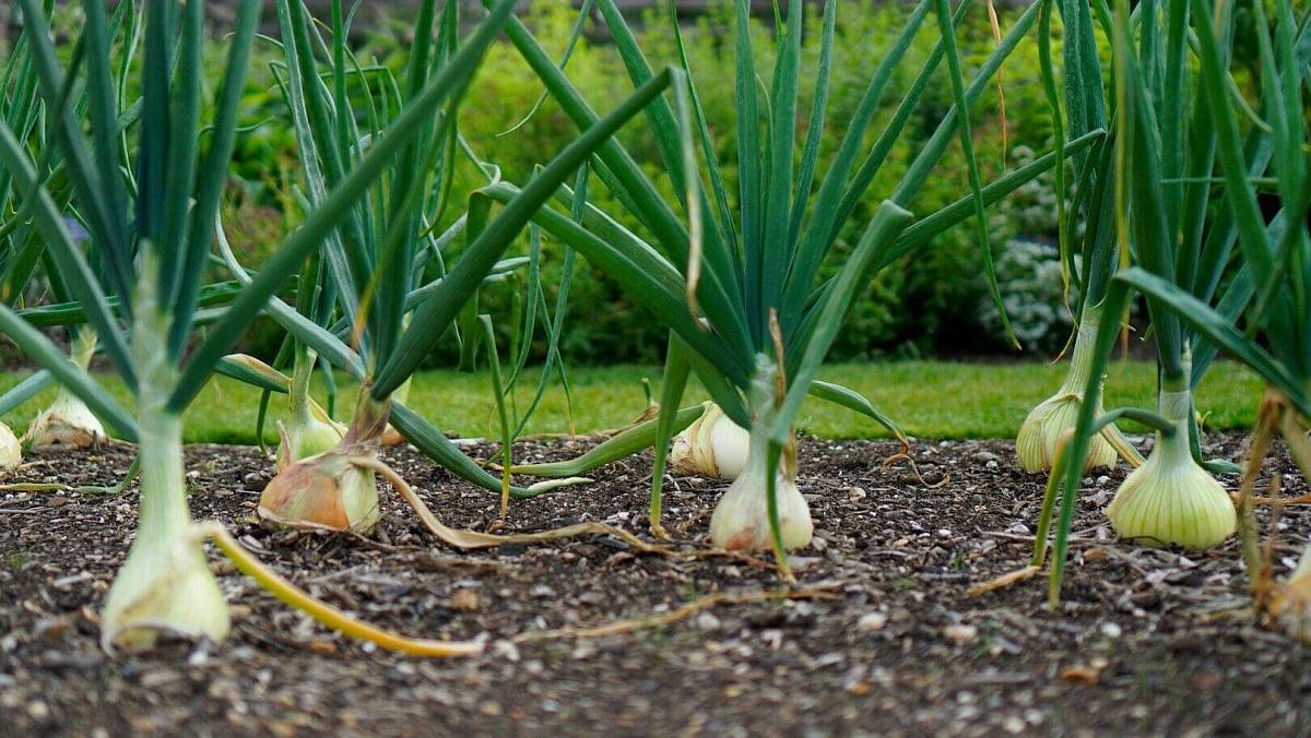 Jak správně skladovat cibuli, aby zůstala plná vitaminů dva roky. Trik, co využije každý