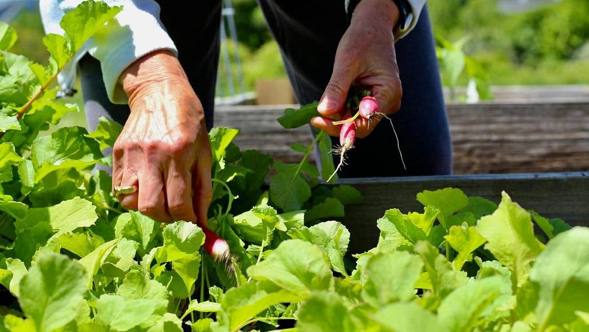 Kašlu na vyvýšené záhony. Tohle dělají ve Švédsku a je to nesrovnatelně lepší