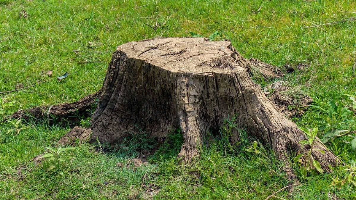 Dědečkova rada na staré pařezy funguje od nepaměti. Vyřešeno máte za 5 minut