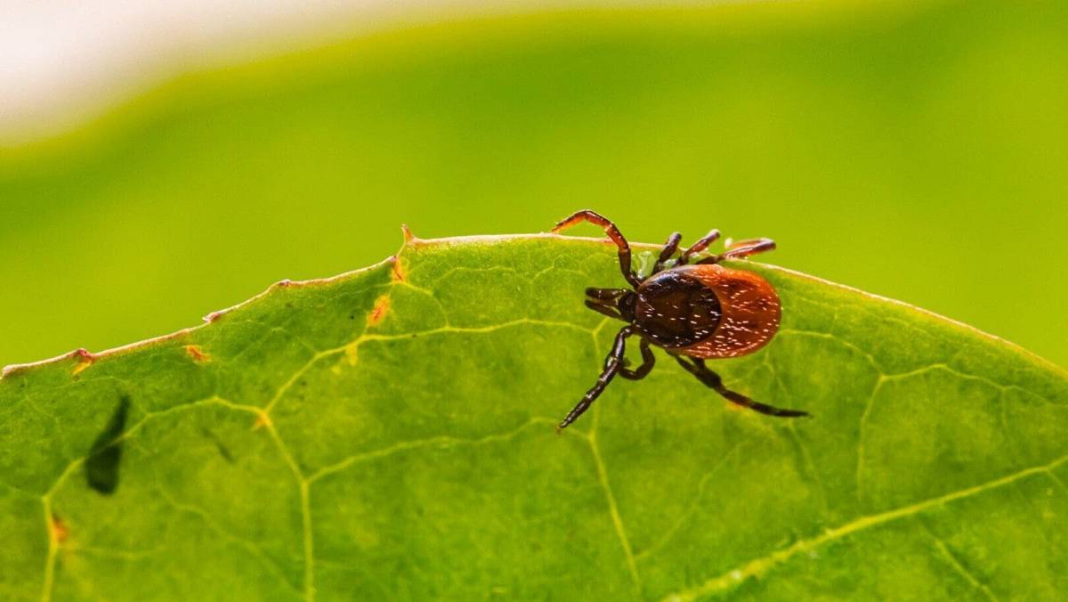 Téměř každý mobilní telefon má ve fotoaparátu zabudovaný detektor klíšťat