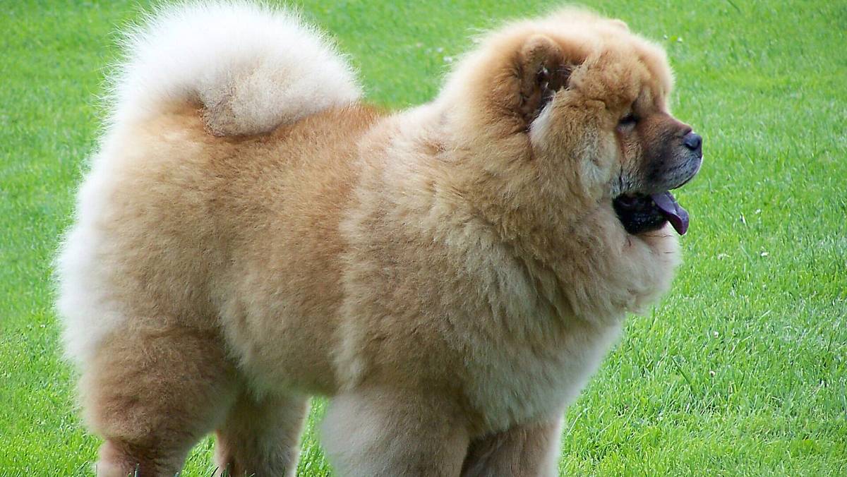 Nejhorší psi k dětem: Tyto 3 rasy rozhodně nepořizujte, varují odborníci