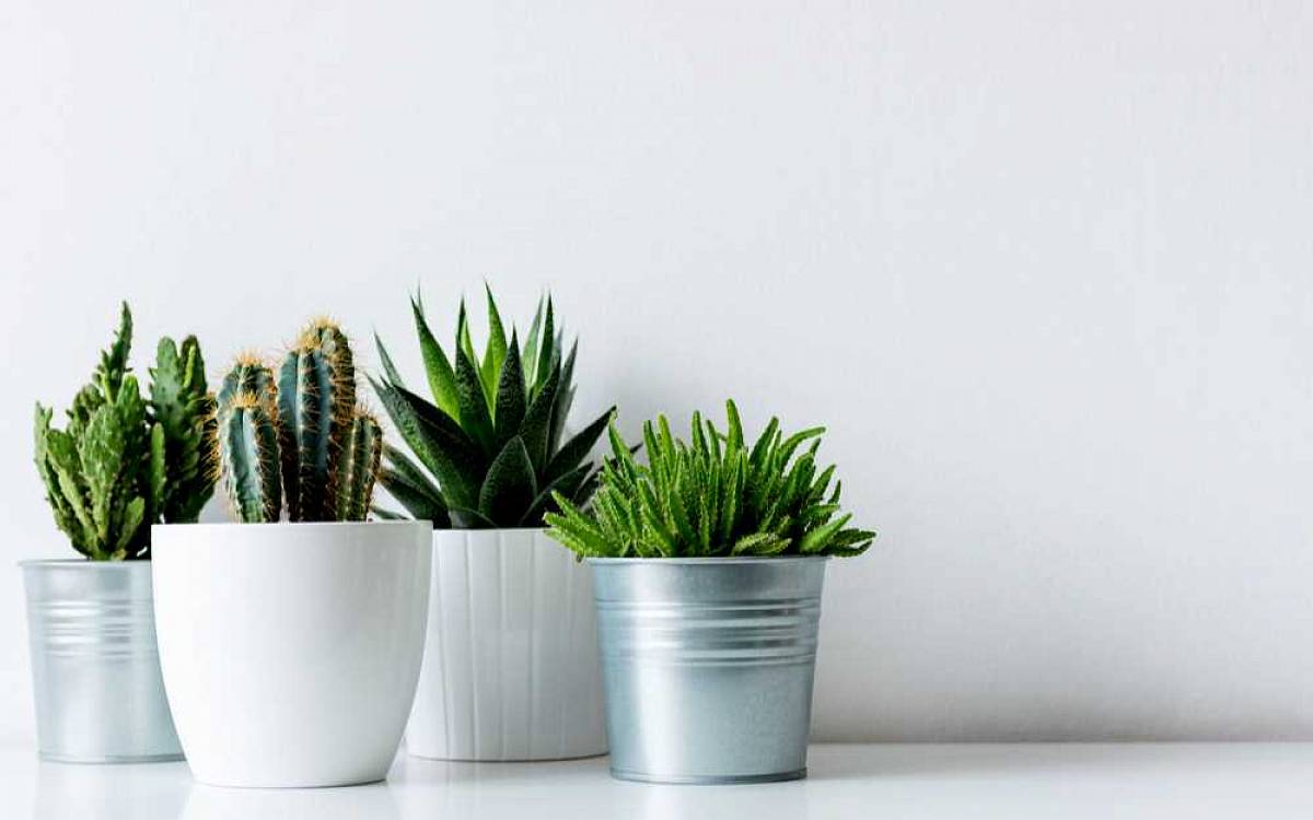 Hledáte nenáročné zelené rostliny do téměř každého bytu? Zkuste kaktusy