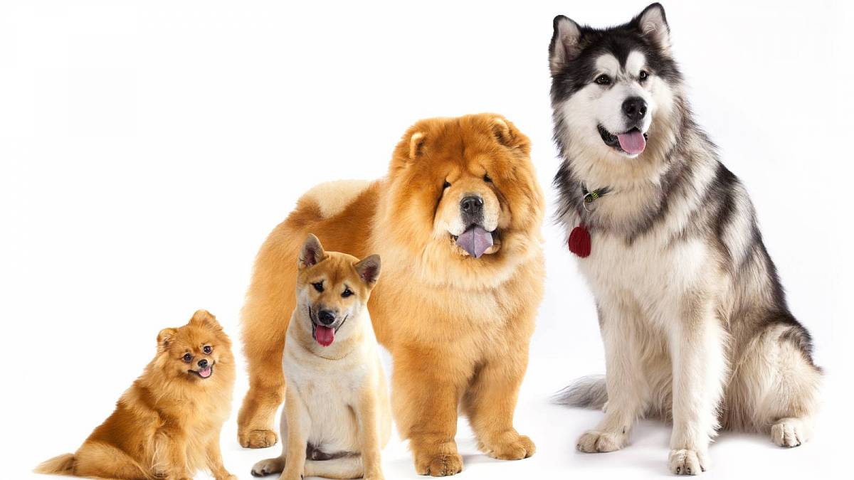 Majitelé psů podle horoskopu: Jaký pes se k vám hodí podle vašeho znamení zvěrokruhu?