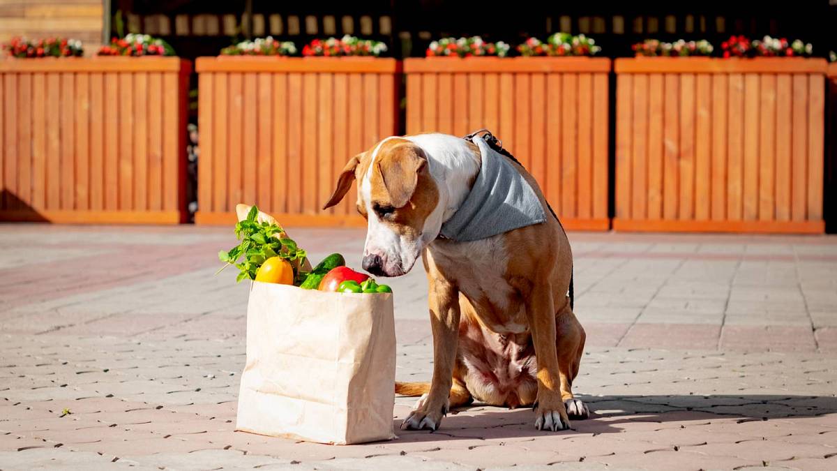 Zelenina pro psa – zdravý pamlsek nebo nebezpečná nástraha?