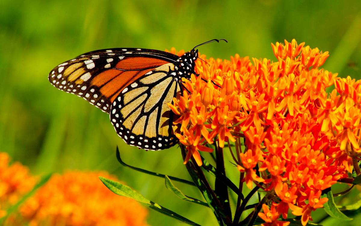 Jaké rostliny vybrat, abyste na zahradu přilákali motýly
