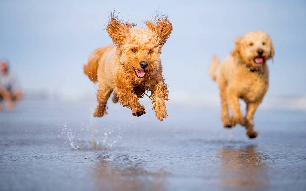 Užiteční psí kříženci aneb proč se z pudla stal labradoodle