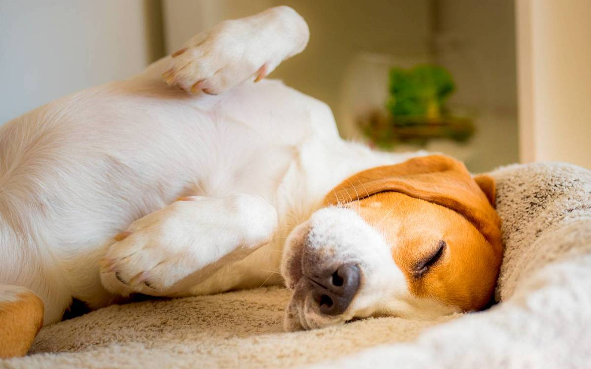 Spánek u psů: Jak dlouho by měl váš pes odpočívat