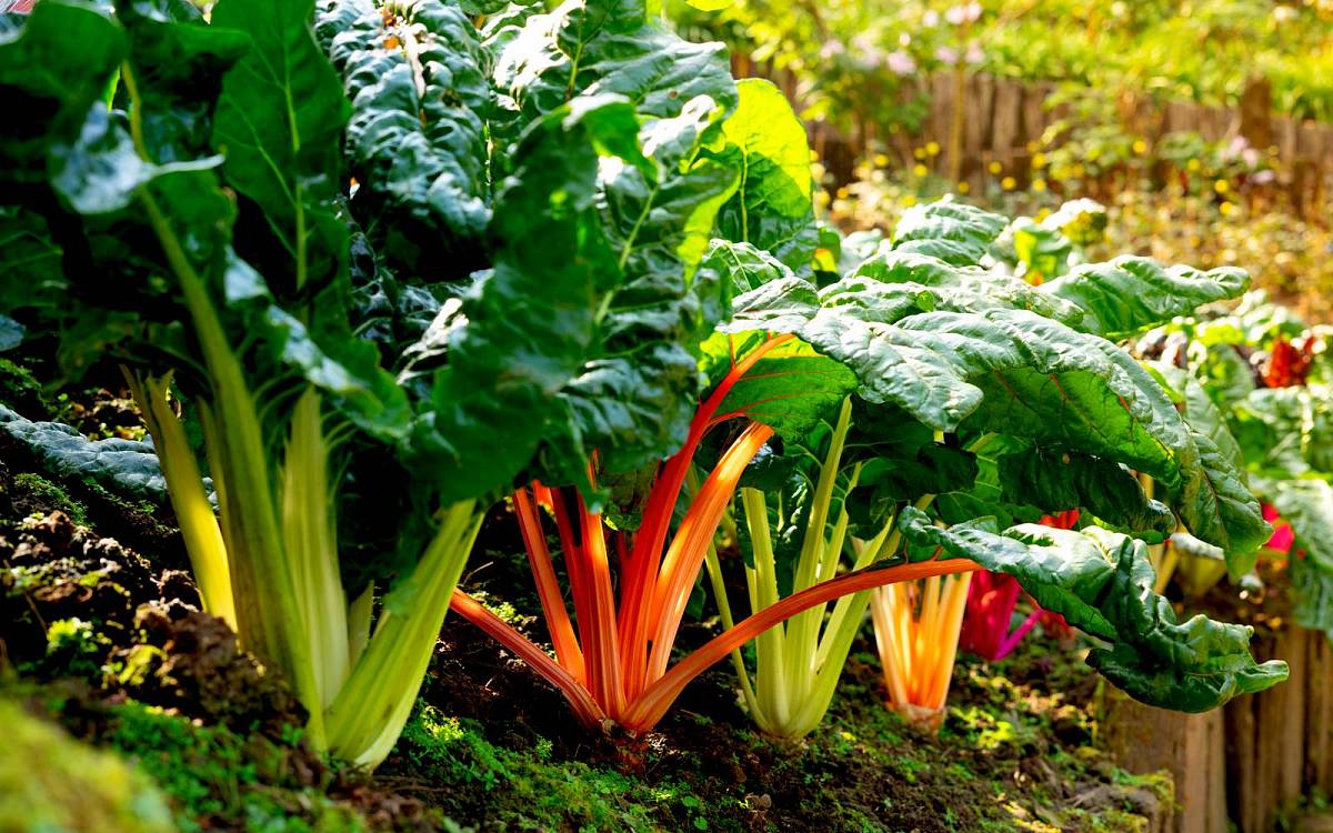Mangold, opomenutá listová zelenina aneb zkuste barevný špenát