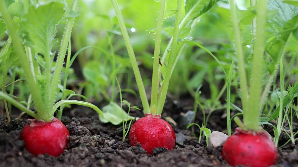 Krásné teplé dny září přímo zvou do zeleninové zahrádky Krásné teplé dny září přímo zvou do zeleninové zahrádky