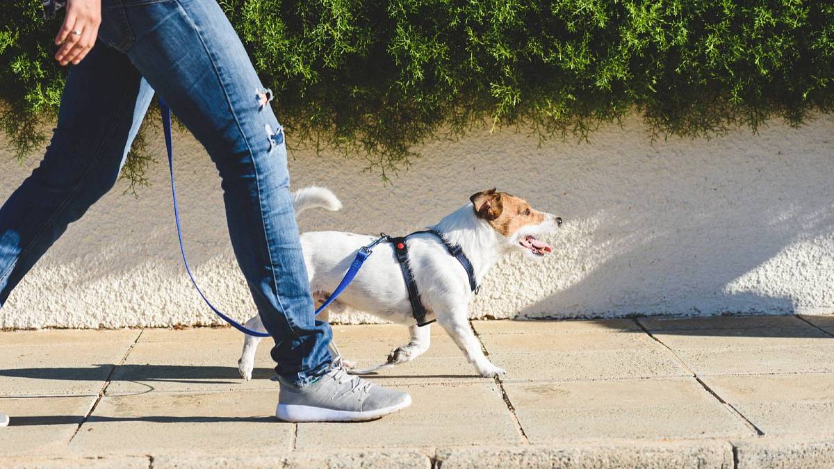 Jak zhubnout pomocí chůze: Chce to především pravidelnost