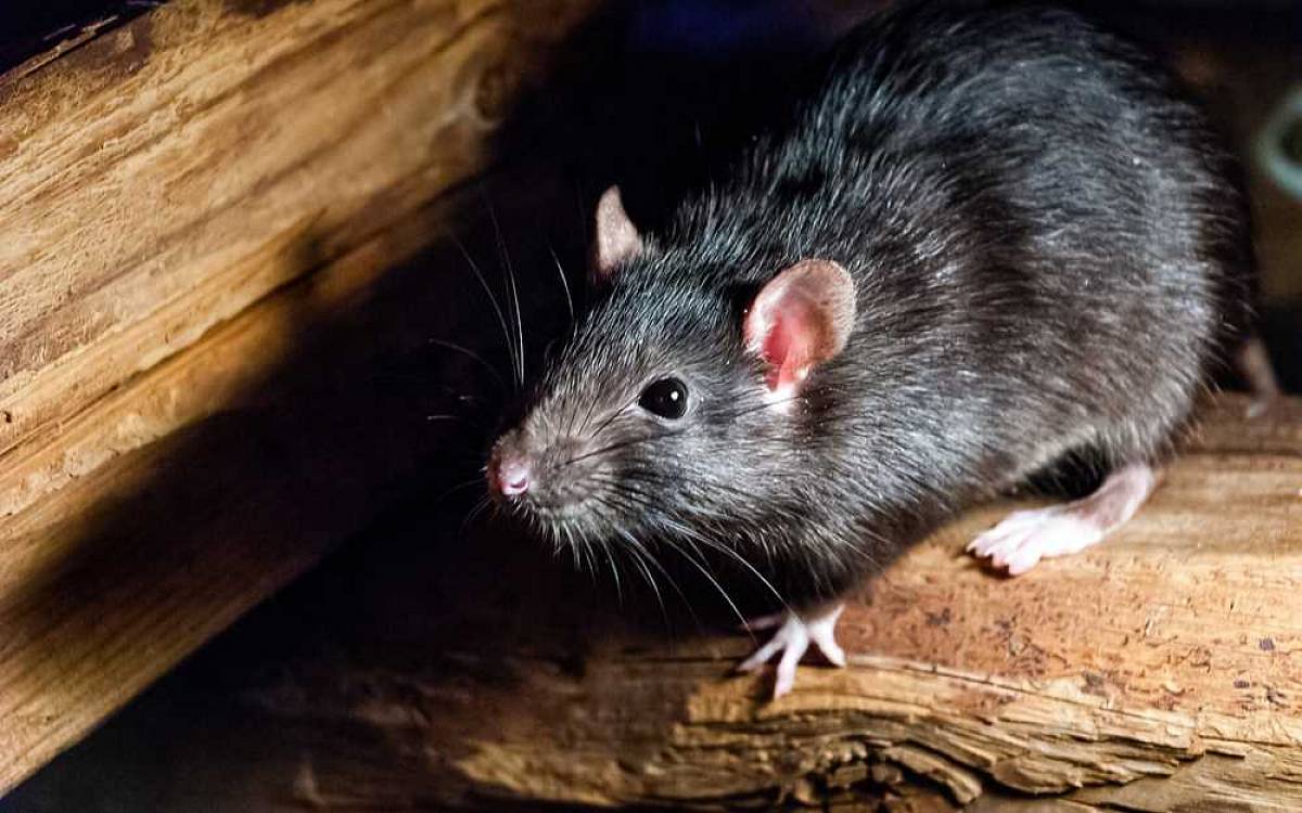 Co znamenají sny o myších, krysách a potkanech Co znamenají sny o myších, krysách a potkanech