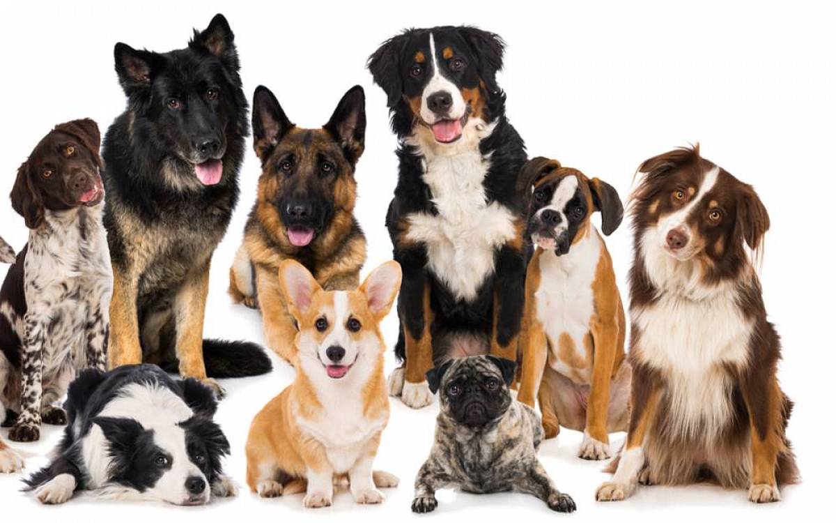 Výběr psího plemene podle horoskopu: Podívejte se, který pes se hodí k vašemu znamení