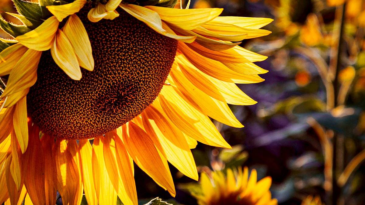 Slunečnice: Květina, která vám rozzáří zahradu a přinese užitek mnoha živočichům