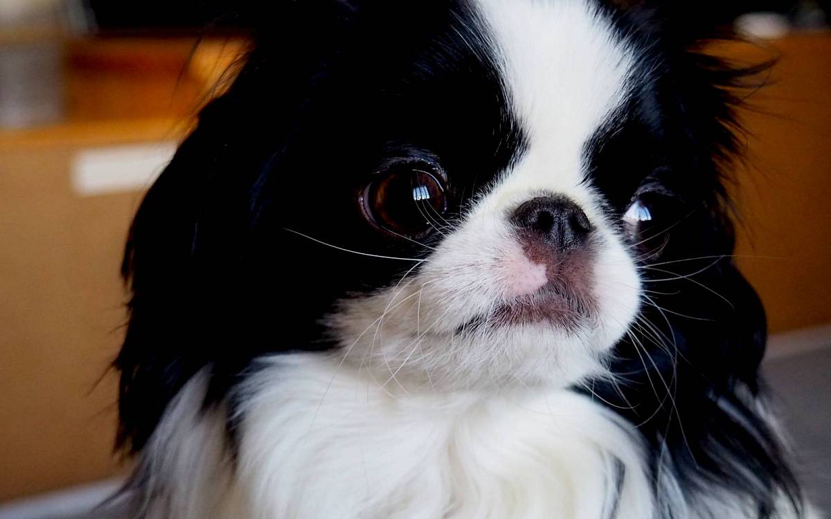 Nejmenší psi na světě: Pekingský palácový psík, pudl toy nebo japonská brada