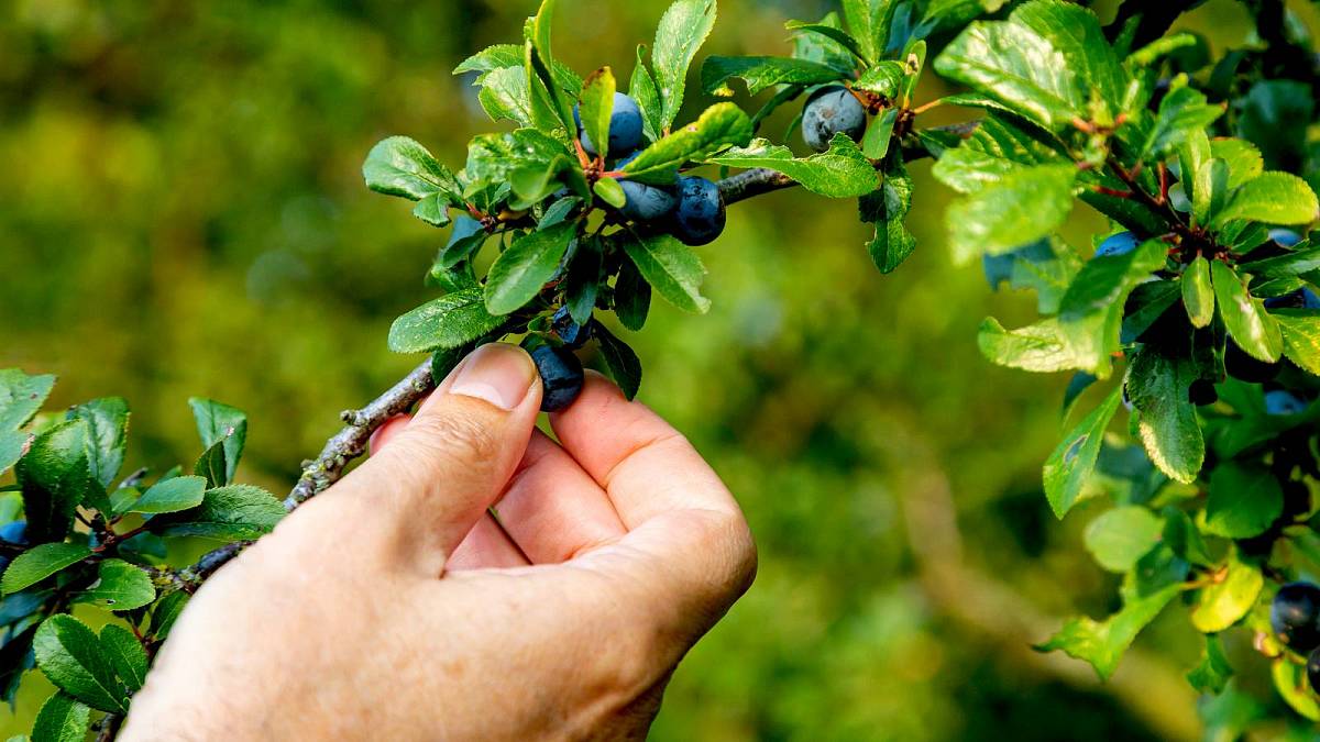 Jak zpracovat trnky a vyrobit z nich Povidla či Sirup? Jak zpracovat trnky a vyrobit z nich Povidla či Sirup?