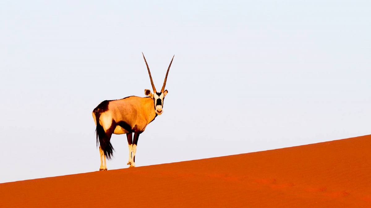 Nejhezčí antilopy světa jsou bohužel velmi ohrožené: Seznamte se s přímorožci