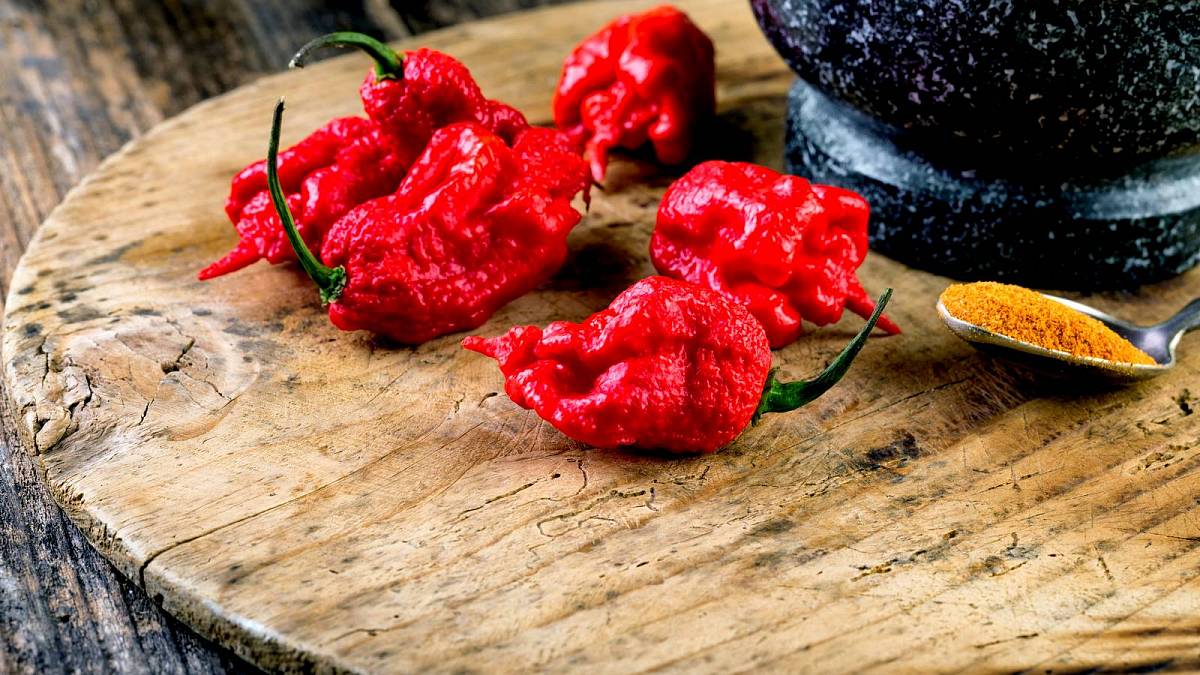 Carolina Reaper je skutečnou výzvou pro milovníky chilli: Nejpálivější paprika na světě má 2 200 000 SHU