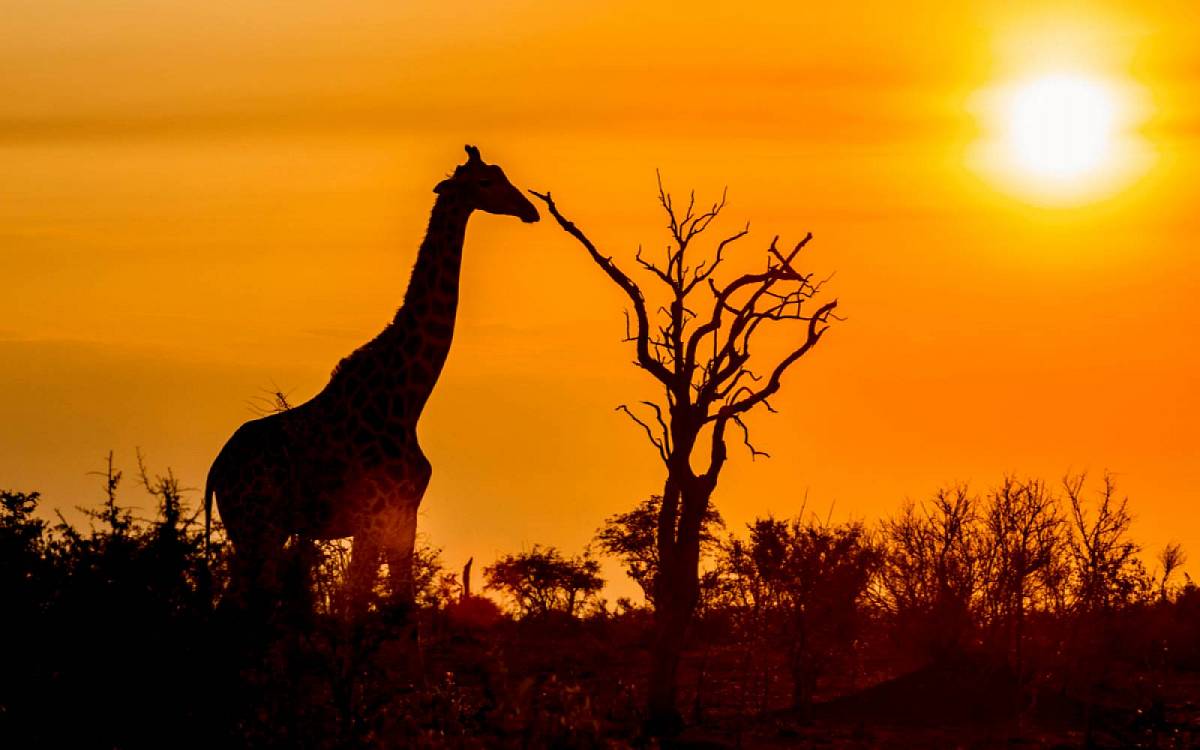 Jaké znamení jste podle afrického horoskopu? Odhalí na vás více než byste čekali Jaké znamení jste podle afrického horoskopu? Odhalí na vás více než byste čekali